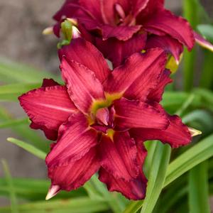 DOUBLE PARDON ME DAYLILY