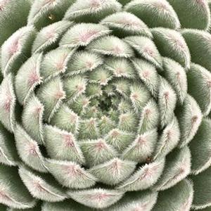 CHICK CHARMS® SUGAR SHIMMER™ HENS & CHICKS