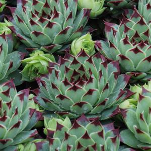CHICK CHARMS® MINT MARVEL™ HENS & CHICKS