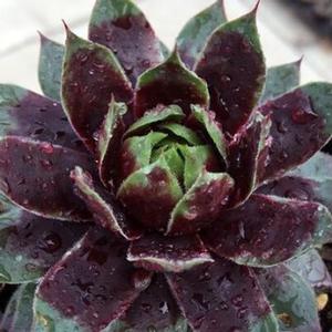 CHICK CHARMS® CRANBERRY COCKTAIL™ HENS & CHICKS