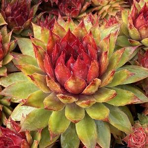 CHICK CHARMS® PINEAPPLE PARADISE™ HENS & CHICKS
