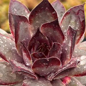 CHICK CHARMS® GRAPE GALAXY™ HENS & CHICKS