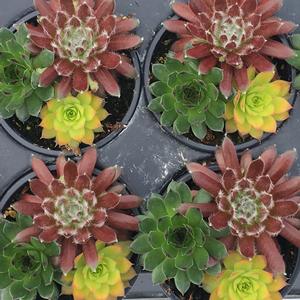 CHICK CHARMS® TRIO HONEYCRISP TWIST™ HENS & CHICKS