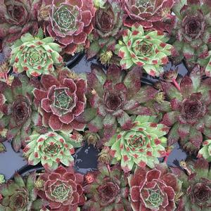 CHICK CHARMS® TRIO CHERRY CORDIAL™ HENS & CHICKS