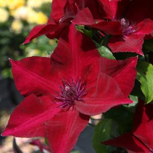 BOULEVARD® NUBIA™ CLEMATIS