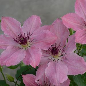 SARAH ELIZABETH™ CLEMATIS