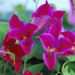 PRINCESS DIANA CLEMATIS