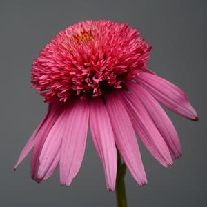 DOUBLE SCOOP™ BUBBLE GUM CONEFLOWER
