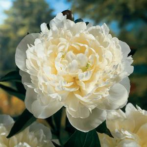DUCHESS DE NEMOURS GARDEN PEONY