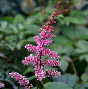KEY WEST ASTILBE