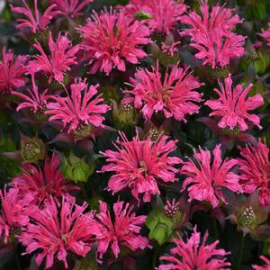 PARDON MY ROSE BEEBALM