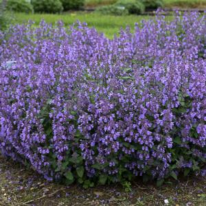 PICTURE PURRFECT CATMINT
