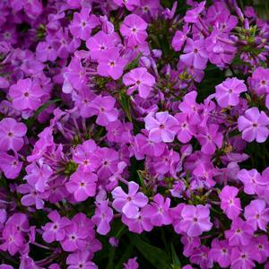 OPENING ACT ROMANCE GARDEN PHLOX