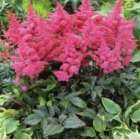 RHYTHM & BLUES ASTILBE