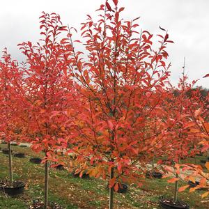 FOREST FIRE™ BLACKGUM