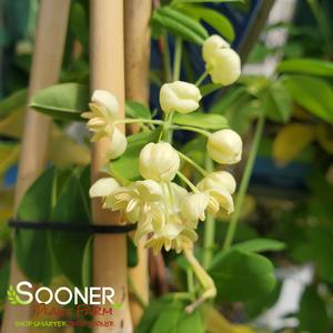 WHITE FLOWERING CHOCOLATE VINE