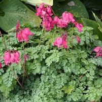 KING OF HEARTS BLEEDING HEART