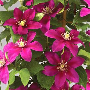 BOULEVARD® ACROPOLIS™ CLEMATIS