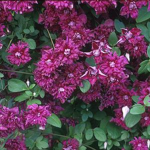 PURPUREA PLENA ELEGANS CLEMATIS