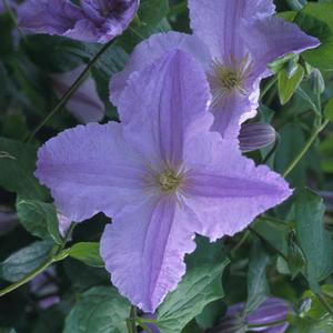BLUE ANGEL CLEMATIS