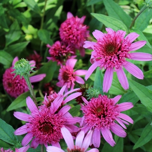 PINK DOUBLE DELIGHT CONEFLOWER
