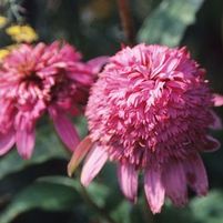 RAZZMATAZZ CONEFLOWER