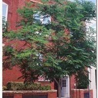 KENTUCKY COFFEETREE