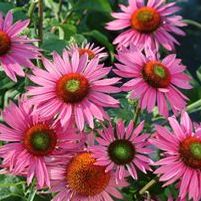 GREEN EYES CONEFLOWER