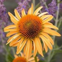 BIG SKY™ HARVEST MOON CONEFLOWER