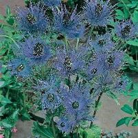BLUE DIAMOND SEA HOLLY