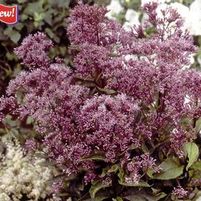 PHANTOM JOE PYE WEED