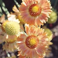SUMMER KISS BLANKET FLOWER
