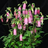 BOWL OF CHERRIES BELLFLOWER