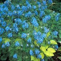 BLUE PANDA CORYDALIS