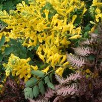 CANARY FEATHERS CORYDALIS