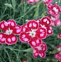 SPANGLED STAR DIANTHUS