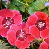 EASTERN STAR DIANTHUS