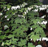 WHITE BLEEDING HEART