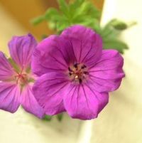 TINY MONSTER CRANESBILL GERANIUM