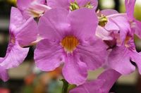 HARDY GLOXINIA