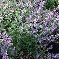 WALKER'S LOW CATMINT