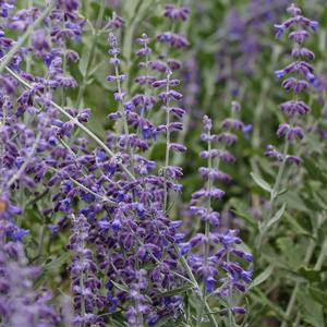 LITTLE SPIRE RUSSIAN SAGE