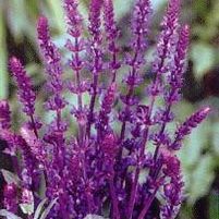 CARADONNA MEADOW SAGE