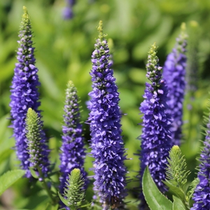 ROYAL CANDLES SPEEDWELL