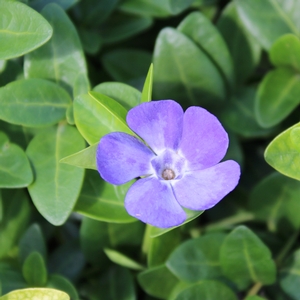 BOWLES VINCA