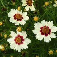 SNOWBERRY TICKSEED