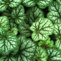 GREEN SPICE CORAL BELLS