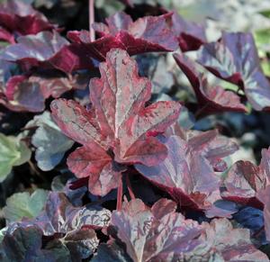 OBSIDIAN CORAL BELLS