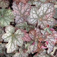 VELVET NIGHT CORAL BELLS