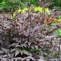 BLACK NEGLIGEE BUGBANE